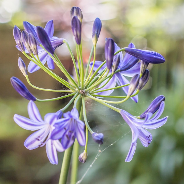 Foto prossimo piano di fiori viola