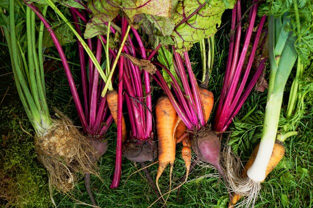 Foto prossimo piano di fiori viola