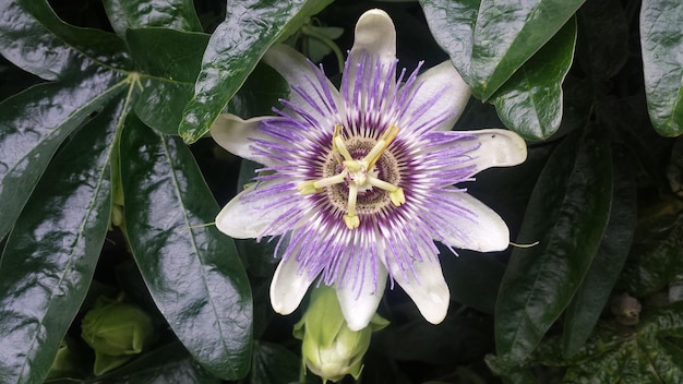 Foto prossimo piano di fiori viola