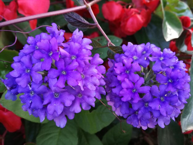 Close-up of purple flowers