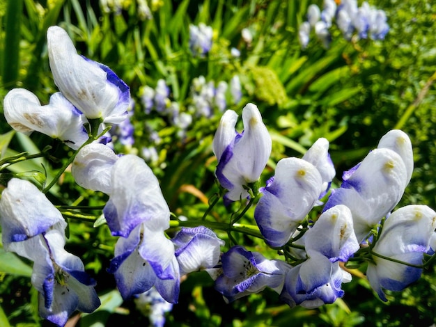 Photo close-up of purple flowers