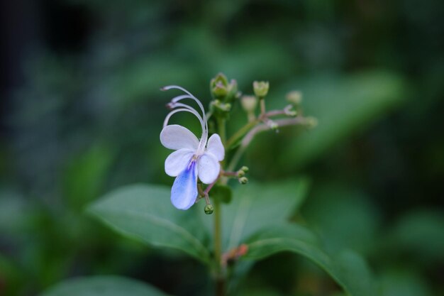 Close-up of purple flowers