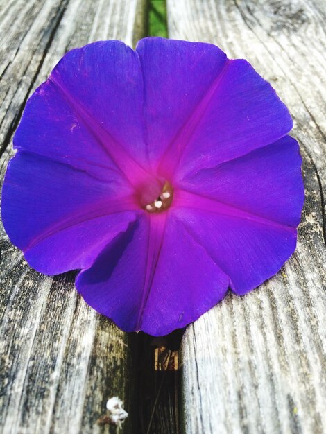 Close-up of purple flowers