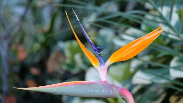 Foto prossimo piano di fiori viola