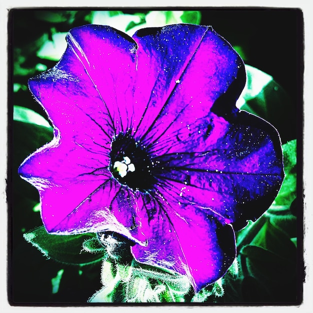 Photo close-up of purple flowers