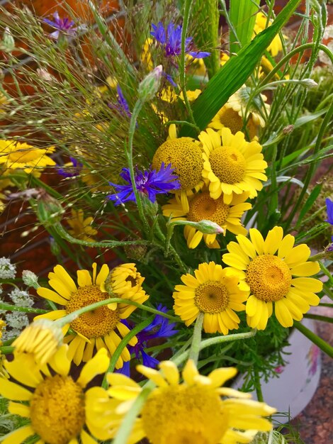 Close-up of purple flowers