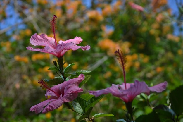 Photo close-up of purple flowers