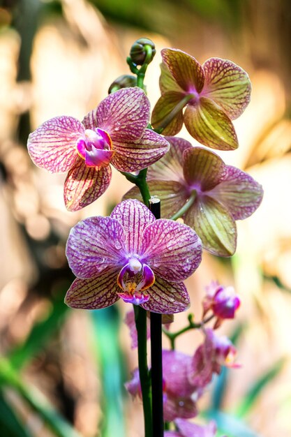 紫色の花のクローズアップ