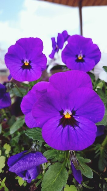 Close-up of purple flowers