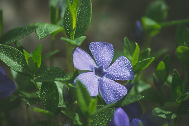 close-up of purple flowers