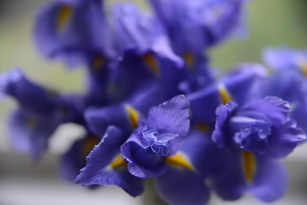 Foto prossimo piano di fiori viola