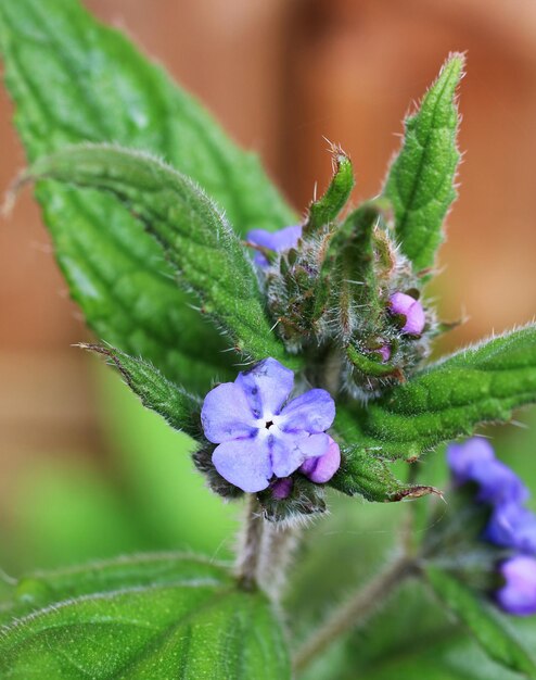 Foto prossimo piano di fiori viola