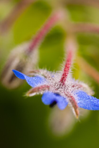 Foto close-up di fiori viola