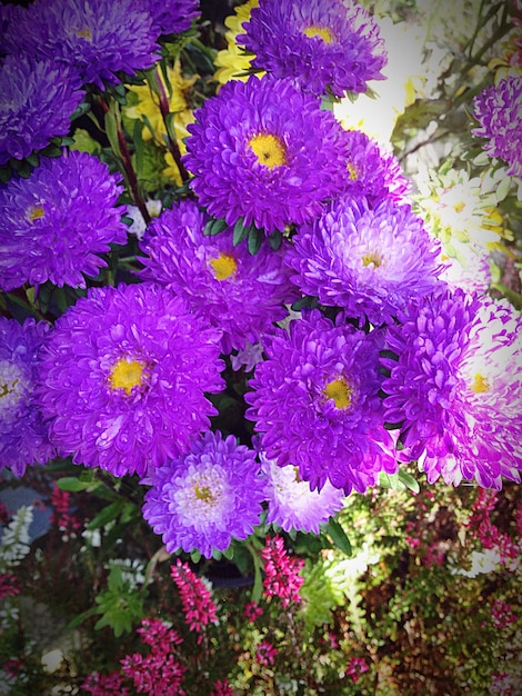 Close-up of purple flowers