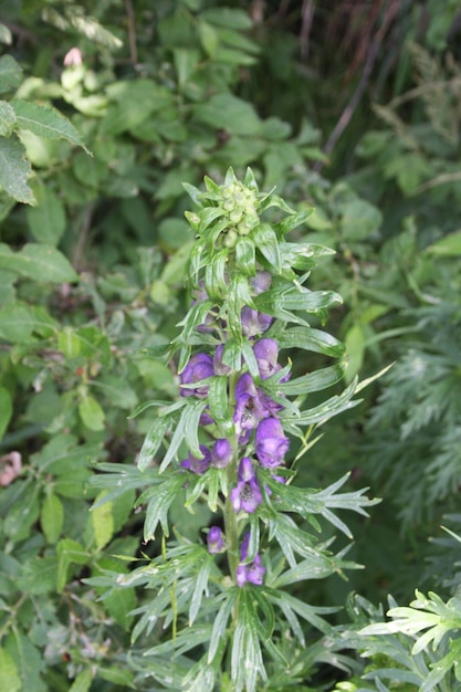 Close-up of purple flowers