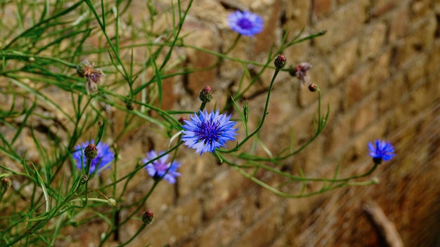 Close-up of purple flowers