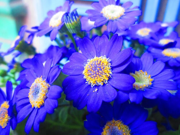 Close-up of purple flowers