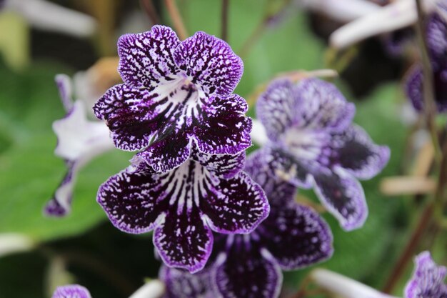 Photo close-up of purple flowers