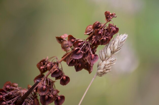 Photo close-up of purple flowers