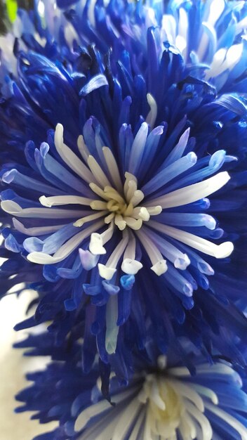 Photo close-up of purple flowers