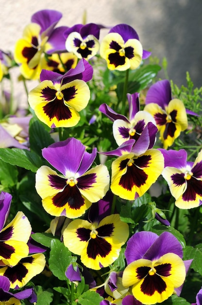 Foto prossimo piano di fiori viola