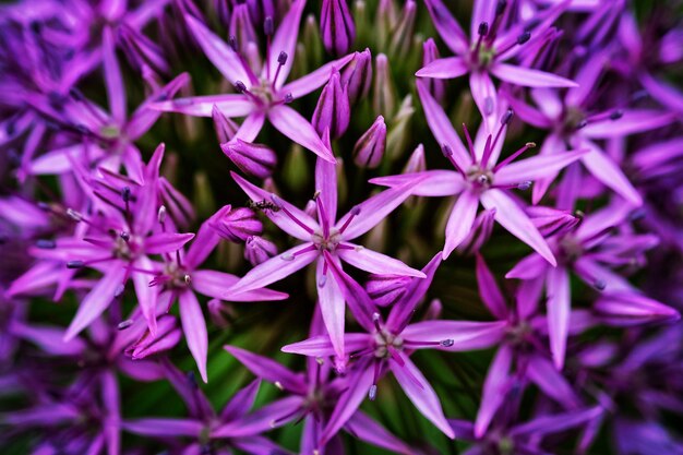 Close-up of purple flowers