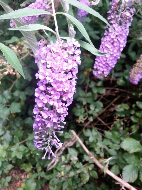 Close-up of purple flowers