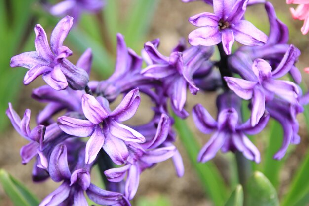 Close-up of purple flowers