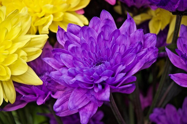 Close-up of purple flowers