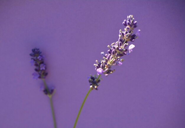 Close-up of purple flowers