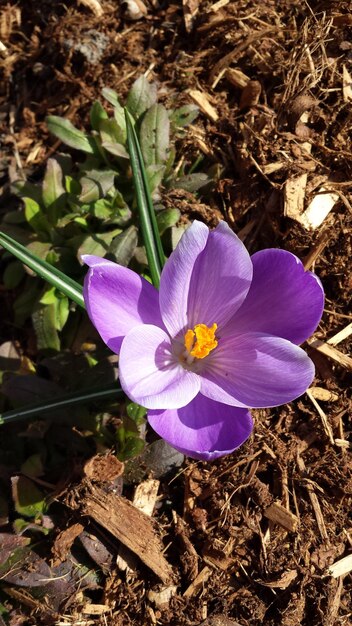 Foto prossimo piano di fiori viola