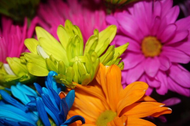 Foto prossimo piano di fiori viola