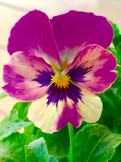 Photo close-up of purple flowers