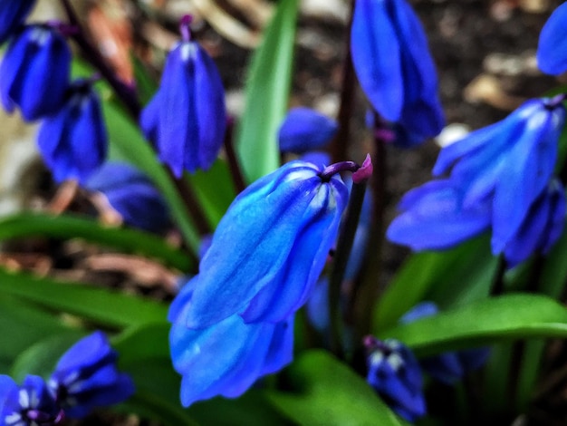 Photo close-up of purple flowers