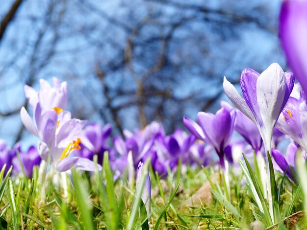 Close-up of purple flowers