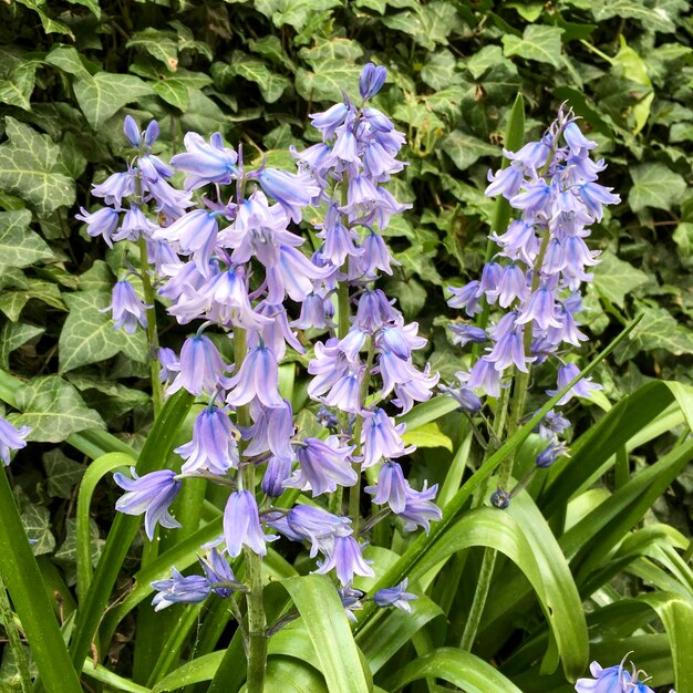 Close-up of purple flowers