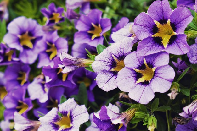 Close-up of purple flowers