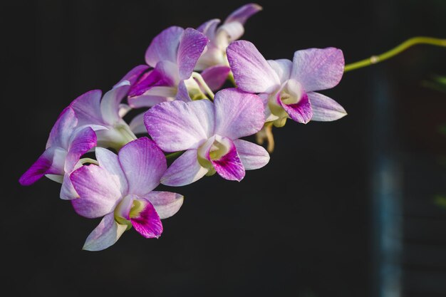 Photo close-up of purple flowers