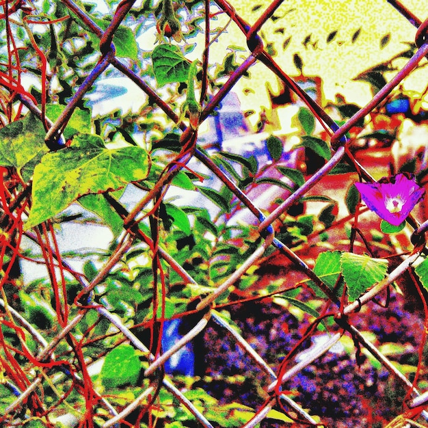 Foto prossimo piano di fiori viola