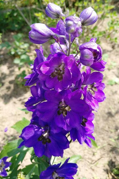 Close-up of purple flowers