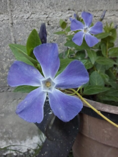 Foto prossimo piano di fiori viola