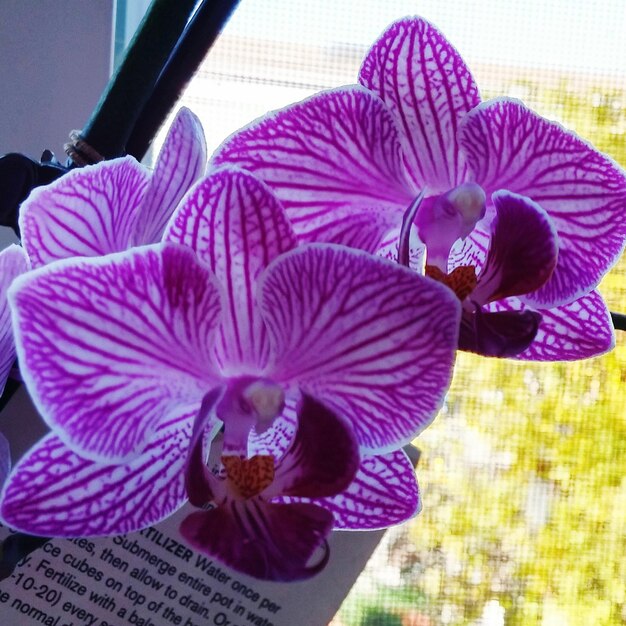 Close-up of purple flowers