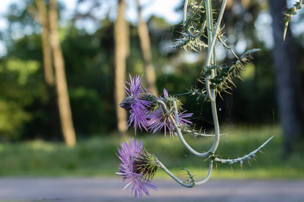 Close-up of purple flowers