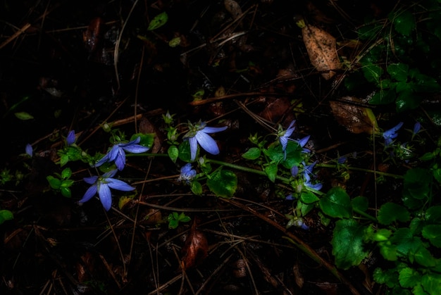 紫色の花のクローズアップ