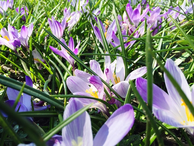 Photo close-up of purple flowers