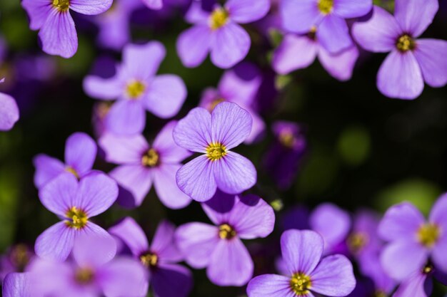 紫の花のクローズアップ