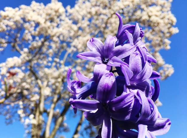 Close-up of purple flowers