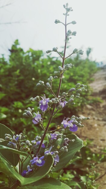 Foto prossimo piano di fiori viola