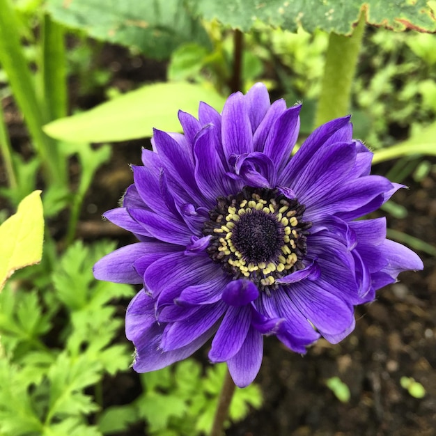 Foto prossimo piano di fiori viola