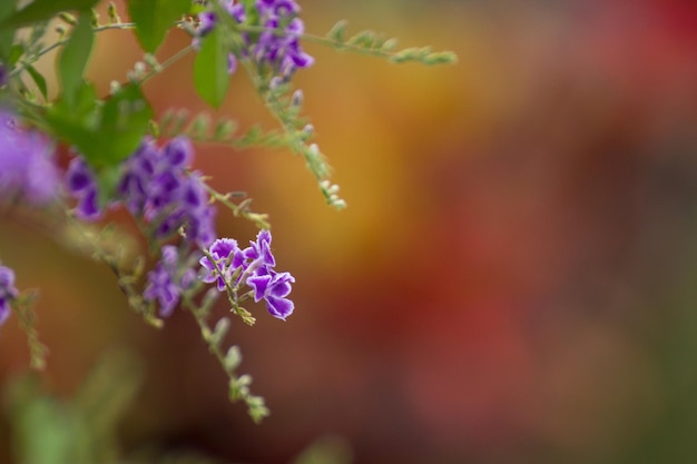 紫色の花のクローズアップ